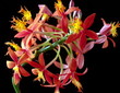 hawaian orchid