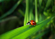 red ladybird on a grass red ladybird on a grass