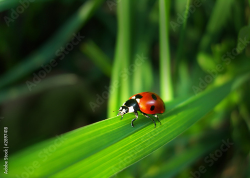 Photo: red ladybird on a grass red ladybird on a grass