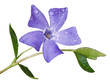 periwinkle
