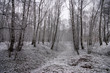birchwood underneath snow