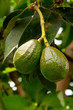  aguacates - avocado 4