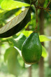 aguacates - avocado 5