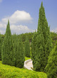 trees in a park
