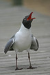 laughing gull