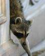 raccoon raccoon