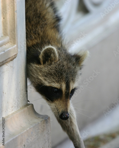 Photo: raccoon raccoon