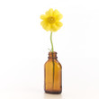 yellow flower in bottle yellow flower in bottle
