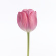 one pink tulip one pink tulip