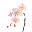 soft pink orchid soft pink orchid