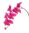 pink orchid pink orchid