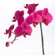 pink orchid pink orchid