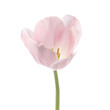 soft pink tulip soft pink tulip