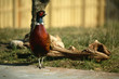 pheasant 1 pheasant 1