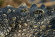 alligator scales detail