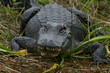 american alligator american alligator