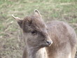 fawn