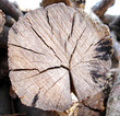 coupe d'arbre