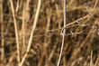 Foto: gräser gräser