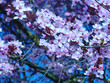 spring 2007