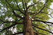tall oak tree tall oak tree