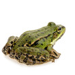 grenouille verte - rana esculenta