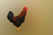 cock-boss