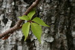 green leaf on vine in front of gray bark