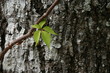 green leaf on vine in front of gray bark green leaf on vine in front of gray bark