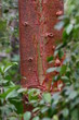 red barked tree