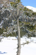 paesaggio invernale paesaggio invernale