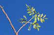 spring tree detail