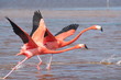 flamants roses