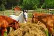 horses at the ranch