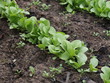 green sprouts