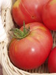 tomatoes in a basket