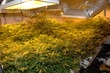 illegal marijuana factory illegal marijuana factory