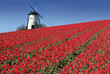 dutch mill and red tulips