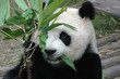 giant panda giant panda