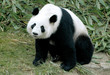 giant panda giant panda