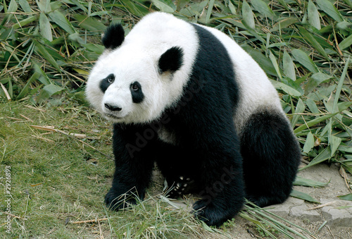 giant panda