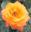 honey bee in a orange rose