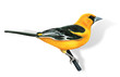 oriole oiseau