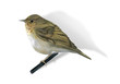 small bird