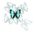 morpho butterfly