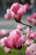 Photo: magnolia magnolia