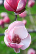 Photo: magnolia magnolia