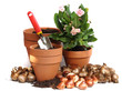 spring bulbs
