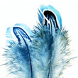 dream of feather #4