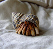 australian land hermit crab